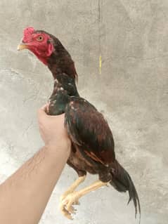 Aseel murga