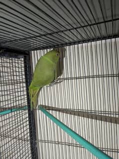 healthy and active female