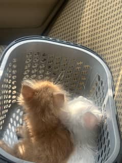 Kittens for sale 2 months old