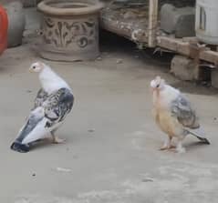 Sentiment Chicks pair  n Silver Lahori Sheerazi Chick for sale