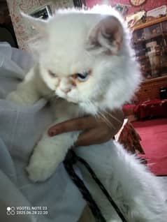 percian cat punch face long coat