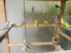 Parrot For Sale