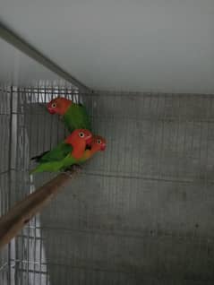 LOVE BIRDS FOR SALE IN BEST PRICE