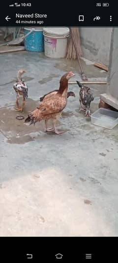animal