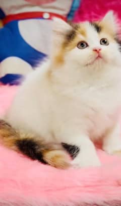 Persian Kittens For Sale Contact 03287625932 WhatsApp