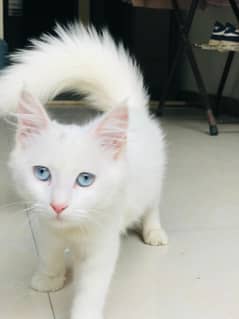 persian cat