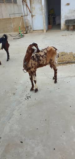 Bakri one glass fresh milk daily