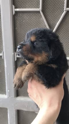 Rott