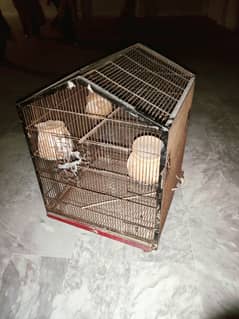 Birds