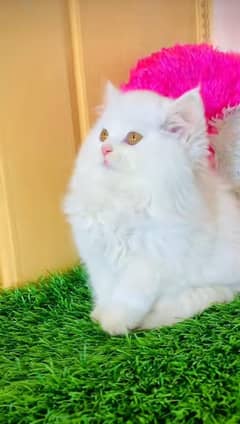 Persian Kittens For Sale Contact 03287625932 WhatsApp