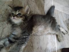 innocent