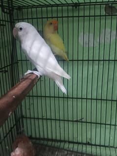 Love Birds Breeder Pairs Available in reasonable price