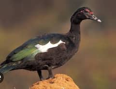 musqawi duck
