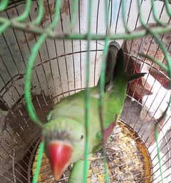 raw parrot