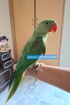 Green Raw Parrot