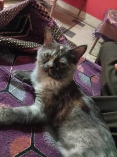 A cute cat with other accessories