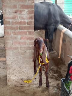 female goat pure desi Gujrati Beetal with male