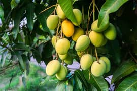 Multan special mangos