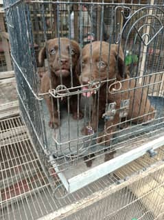 labara dog han hom breed ha