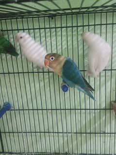 Love Bird Breeder Pairs & Java Breeder Pair