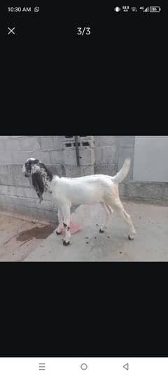 mashallah Desi bakra