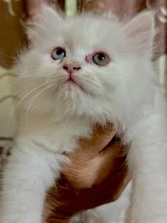 Pure Persian Two shades 