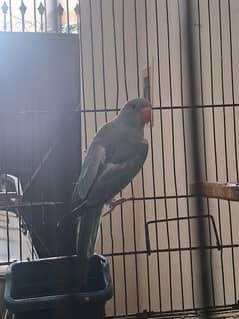 Blue ring bird looking new home