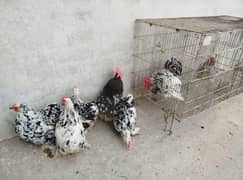 Cochin Mottled Porcelain Bantam Fancy hens available