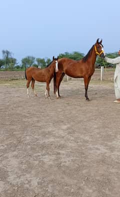 Ghori + wacheri ( Mother + Doughter ) Female Horse