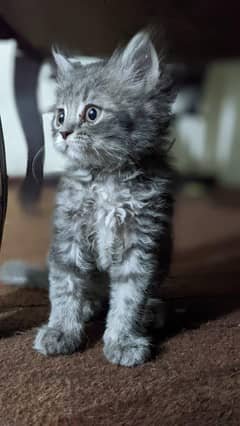 Persian kitten