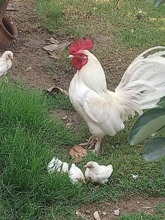 English game male and 3 month chicks