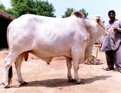 powerful 4 teeth bull chita nukra