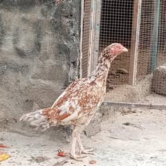 Aseel Female