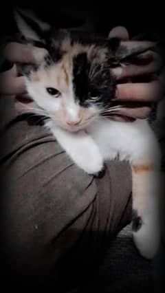 cats pair for sale
