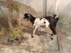 Teady male