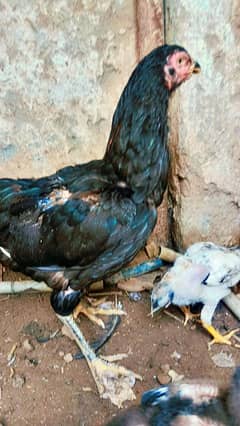 1 hen and 2 baby