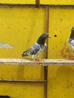 pigeon for sale only 350 pr