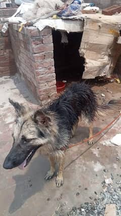 dog for sale
