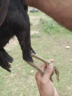 high quality aseel breed ,