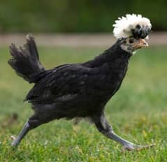 polish chicks |fancy chicks | white  aseel Fertile Eggs |eggs | hen
