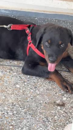 3 months 9 days old puppy