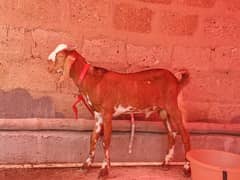 Bakra