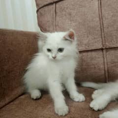 Persian kittens pair