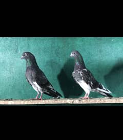 Top quality pure ferozpuri pair