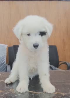 Maltese