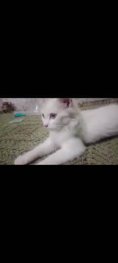 parshion cat ha female