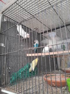 parblue/pastel eno/split albino  2500pair
