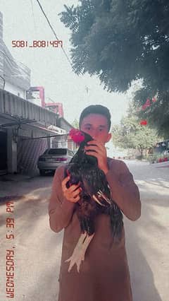 Lassani