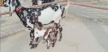 desi Bakri do bacchon ke sath for sale WhatsApp 0324,67,11,890