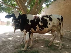 حاملہ صحت مند گائے برائے فروخت - صرف 20 دن باقی، بہترین موقع